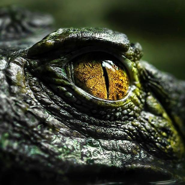 What_are_the_animals_with_the_best_eyesight?_row_10