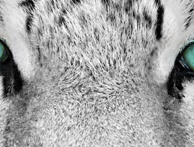 What_are_the_animals_with_the_best_eyesight?_row_1