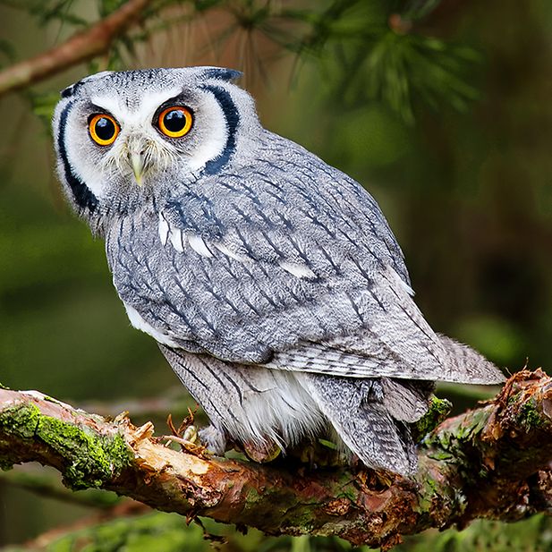 What_are_the_animals_with_the_best_eyesight?_row_5