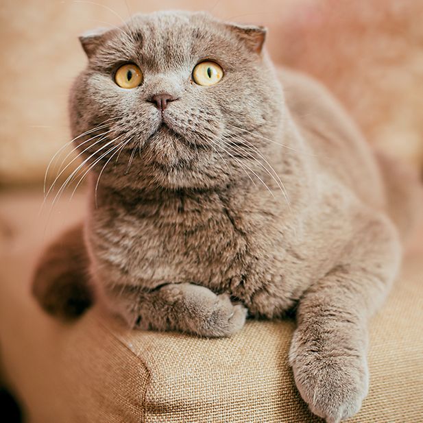 What_are_the_animals_with_the_best_eyesight?_row_8
