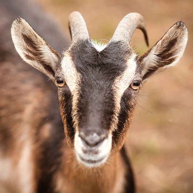 What_are_the_animals_with_the_best_eyesight?_row_11