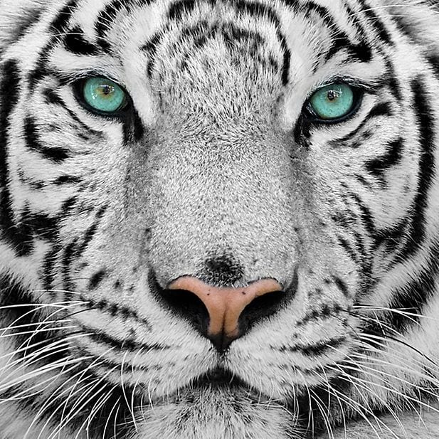 How_do_animals_see_colors?_row_5