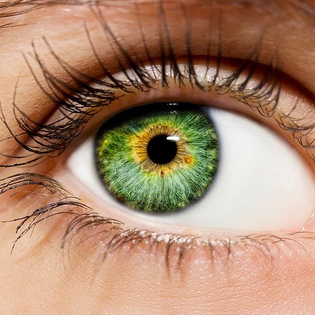 How_do_animals_see_colors?_row_4