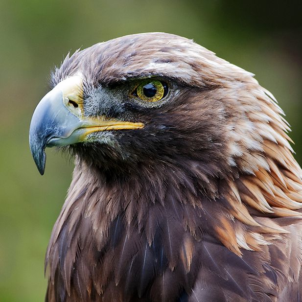 How_do_animals_see_colors?_row_6