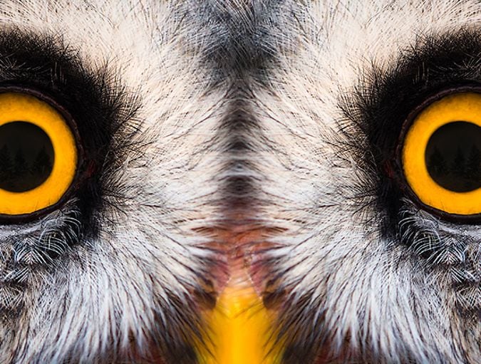 How_do_animals_see_colors?_row_1