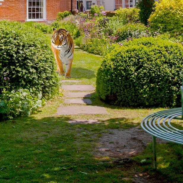 charles_bonnet_syndrome_row_6