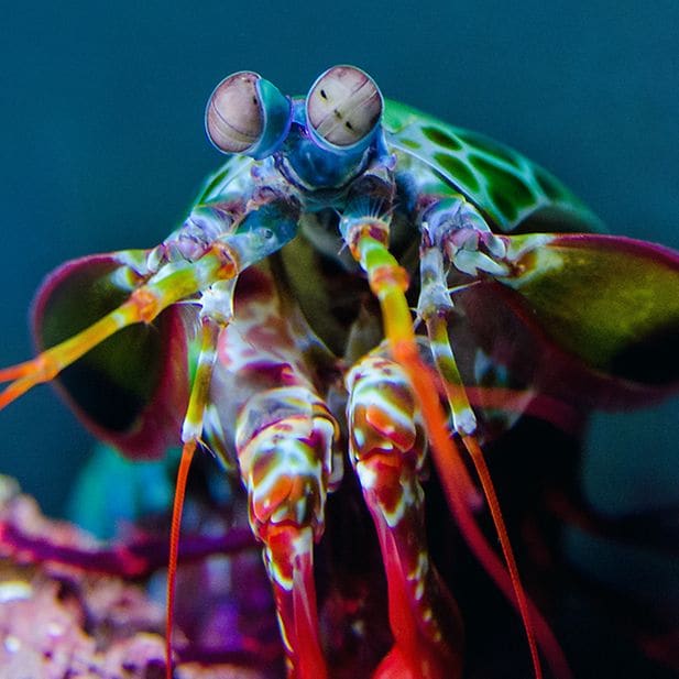 BLOG_como-ven-los-colores-los-animales_ES_Inline_4